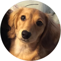 BaileyTheApprentice BaileyTheApprentice